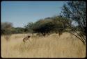 Hunting: Man bending over in the grass, possibly tracking an animal