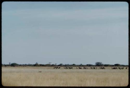 Hunting: Two hunters pursuing wildebeest herd at Thinthuma