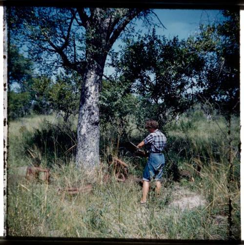 Poison: People digging for poison grubs under a marula tree near Cho/ana, with Elizabeth Marshall Thomas watching them  (half of stereoview 2001.29.6292)