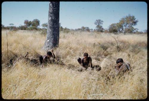 Poison: Men digging for poisonous beetle larvae under a marulu tree