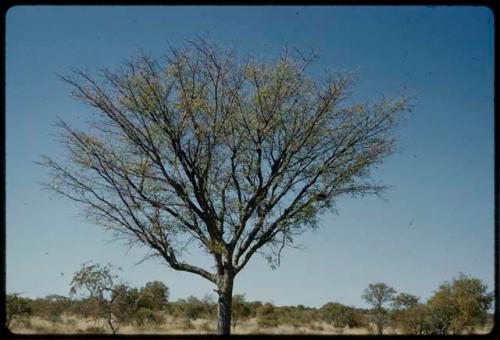 Poison: Marulu tree under which men dig for poisonous beetle larvae