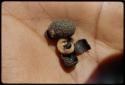 Poison: Poison pupa on the palm of a person's hand, close-up