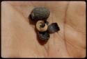 Poison: Poison pupa on the palm of a person's hand, close-up