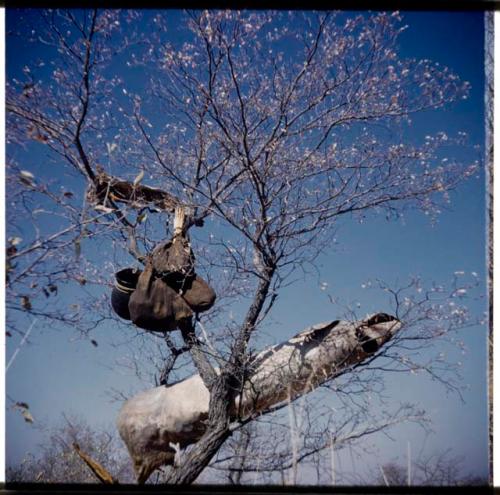 Possessions: Person's possessions hanging in a tree (half of stereoview 2001.29.5686)