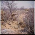 Possessions: Dwelling place with no skerm, with a person's possessions hanging in a tree (half of stereoview 2001.29.5995)