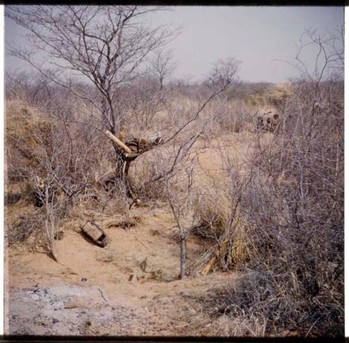 Possessions: Dwelling place with no skerm, with a person's possessions hanging in a tree (half of stereoview 2001.29.5995)