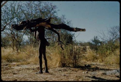 Wood: Man carrying a large log for the night fire