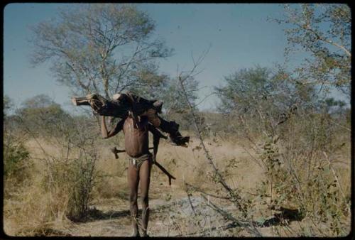 Wood: Man carrying a large log for the night fire