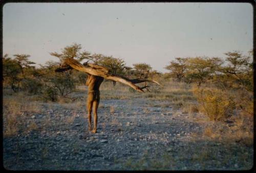 Wood: Man carrying a large log