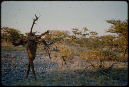 Wood: Man carrying large logs