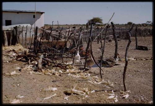 Expedition, Metzger: Ducks in an enclosure on Fritz Metzger's farm