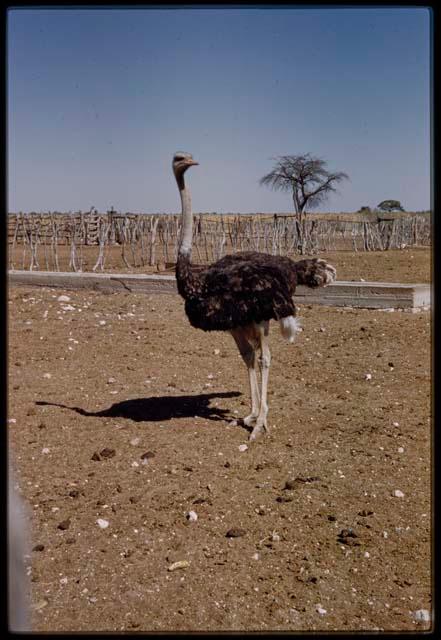 Expedition, Metzger: Ostrich