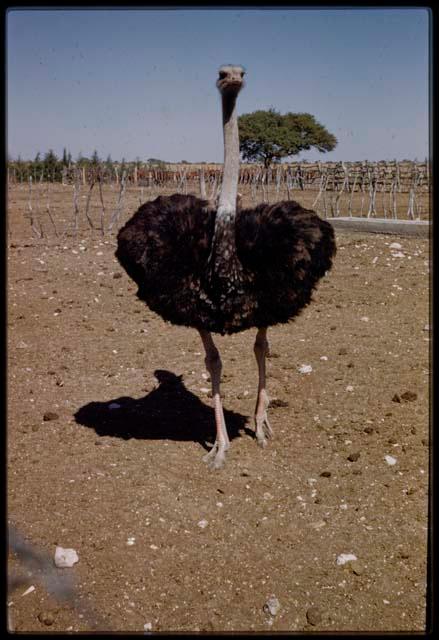 Expedition, Metzger: Ostrich