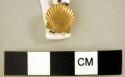 Scallop-shell shaped gold button.