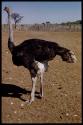 Expedition, Metzger: Ostrich