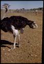 Expedition, Metzger: Ostrich