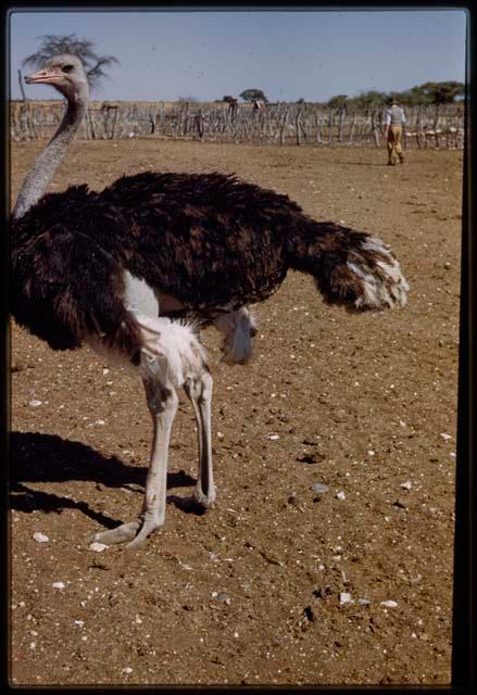 Expedition, Metzger: Ostrich