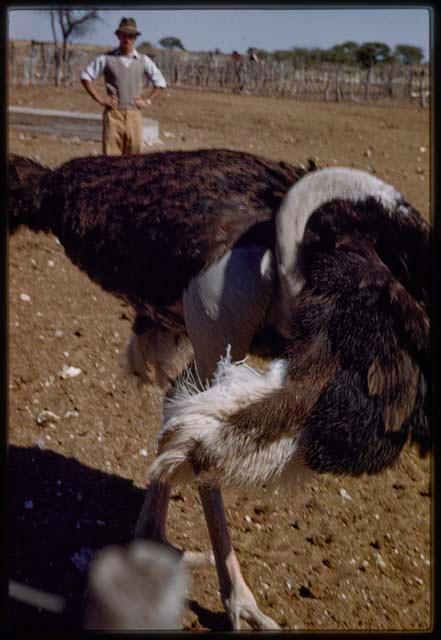 Expedition, Metzger: Ostrich