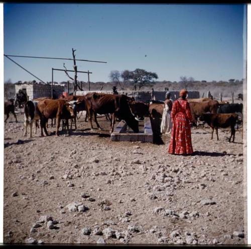 Otjinene: Woman wearing a red dress and a woman wearing a white dress standing next to cattle at a trough