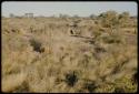 Werft: Children standing on an anthill, between ≠Toma's living place (left) and N!ai's wedding skerm (right)