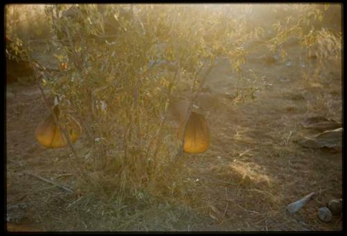 Two bags made from animal stomachs filled with water, hanging on a bush