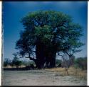 Scenery, Baobab: Baobab tree in leaf, south of Gautscha Pan (half of stereo 2001.29.5329)