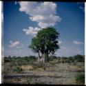 Scenery, Baobab: Baobab tree in green leaf (half of stereo 2001.29.5328)