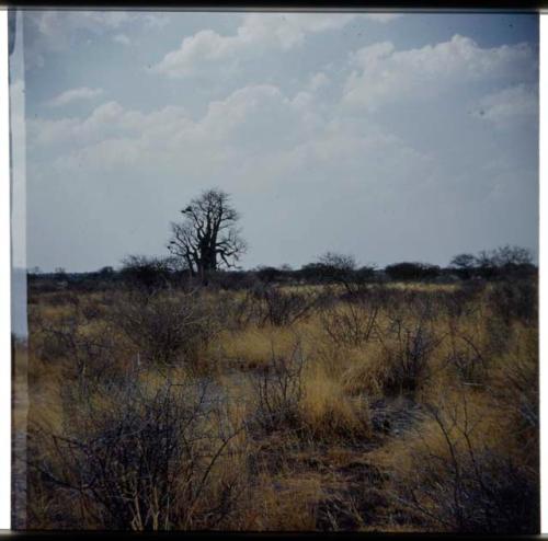 Scenery, Baobab: Baobab tree with bare branches, that Ju/'hoan boys climbed (half of stereo 2001.29.5332)