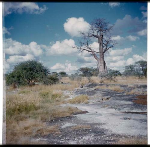 Scenery, Baobab: Smallest of the three Gautscha baobab trees, with bare branches (half of stereo 2001.29.5337)