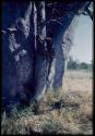 Scenery, Baobab: "Crooked /Qui" climbing a baobab tree with names carved into it