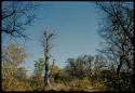 Scenery, Baobab: Small baobab tree with bare branches