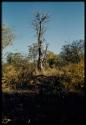 Scenery, Baobab: Small baobab tree with bare branches