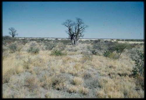 Scenery, Baobab: Two baobab trees with bare branches, north of the expedition camp at Gautscha