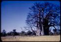 Scenery, Baobab: Big baobab tree with bare branches, south of the expedition camp at Gautscha, with an expedition Jeep parked underneath it