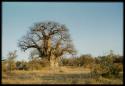 Scenery, Baobab: Big baobab tree with bare branches, south of the expedition camp at Gautscha
