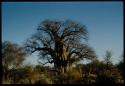 Scenery, Baobab: Big baobab tree with bare branches, south of the expedition camp at Gautscha