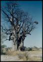 Scenery, Baobab: Boy standing underneath a baobab tree with bare branches that Ju/'hoan boys climbed