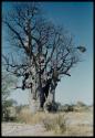 Scenery, Baobab: Boys climbing a baobab tree with bare branches, north of the expedition camp at Gautscha
