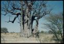 Scenery, Baobab: Boys approaching a baobab tree with bare branches, north of the expedition camp at Gautscha