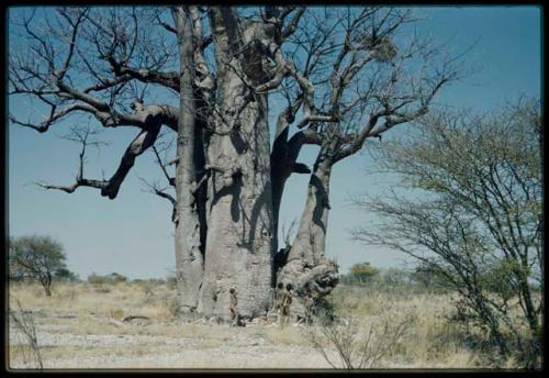 Scenery, Baobab: Boys approaching a baobab tree with bare branches, north of the expedition camp at Gautscha