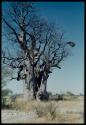 Scenery, Baobab: Boys climbing a baobab tree with bare branches, north of the expedition camp at Gautscha