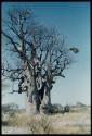 Scenery, Baobab: Boys climbing a baobab tree with bare branches, north of the expedition camp at Gautscha