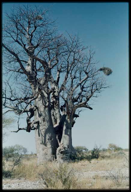 Scenery, Baobab: Boys climbing a baobab tree with bare branches, north of the expedition camp at Gautscha