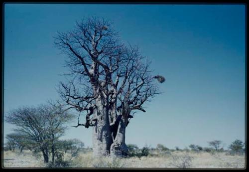 Scenery, Baobab: Boys climbing a baobab tree with bare branches, north of the expedition camp at Gautscha