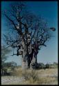 Scenery, Baobab: Boys climbing a baobab tree with bare branches, north of the expedition camp at Gautscha