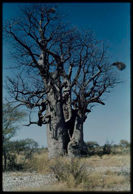 Scenery, Baobab: Boys climbing a baobab tree with bare branches, north of the expedition camp at Gautscha