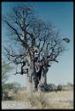 Scenery, Baobab: Boys climbing a baobab tree with bare branches, north of the expedition camp at Gautscha