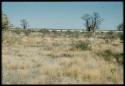 Scenery, Baobab: Two baobab trees with bare branches, north of the expedition camp at Gautscha