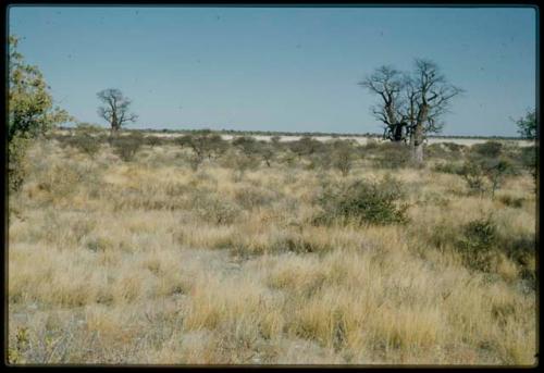 Scenery, Baobab: Two baobab trees with bare branches, north of the expedition camp at Gautscha