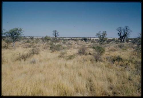 Scenery, Baobab: Two baobab trees with bare branches, north of the expedition camp at Gautscha